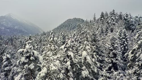 Beautiful snow scene forest in winter. Flying over of pine trees covered with snow.