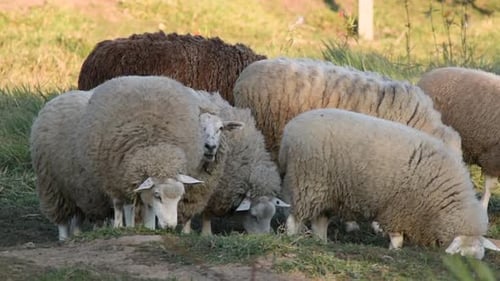 Group of woolly sheep grazing freely on farm
