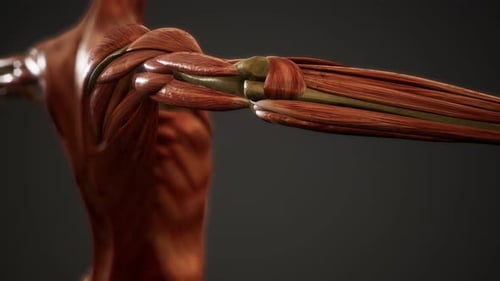 Muscular System of Human Body Animation