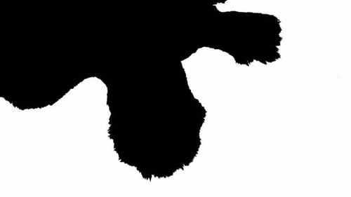 Ink Bloom. Beautiful Black Watercolor Ink Drops Transition on a White Background.