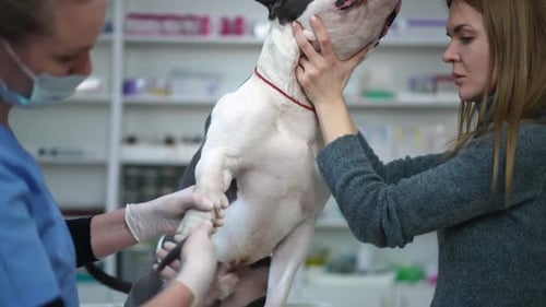 Side View Young Woman Talking to Dog As Veterinarian Cutting Nails on Paws in Slow Motion