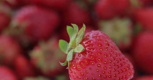 Primer plano de fresas