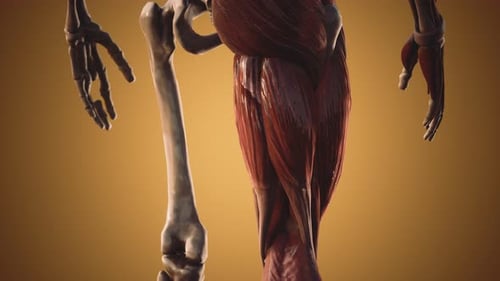 Muscular and Skeletal System of Human Body