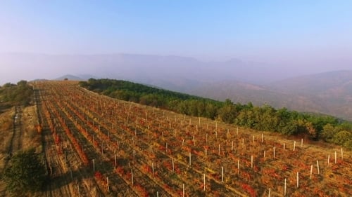 Flying Above Autumn Forest With Vineyard Field