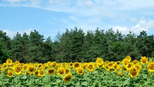Sunflowers Against The Blue Sky
