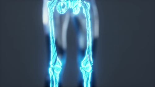 Xray Full Body of Skeleton in Brightness Glow