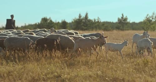 Livestock Grazing in the Pasture