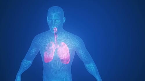 3d Animation of Pulsating Lungs in the Human Body