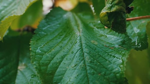 Leaves and Rain Drops