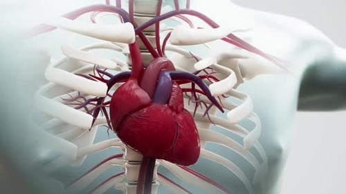 The Human Heart Beating the Xray View