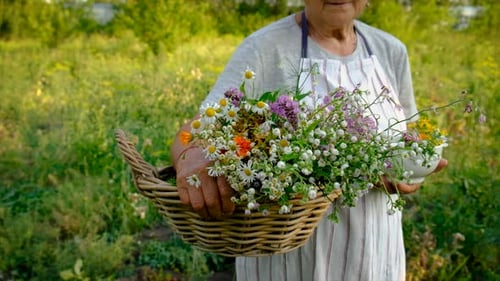 Mulher idosa coleta ervas medicinais