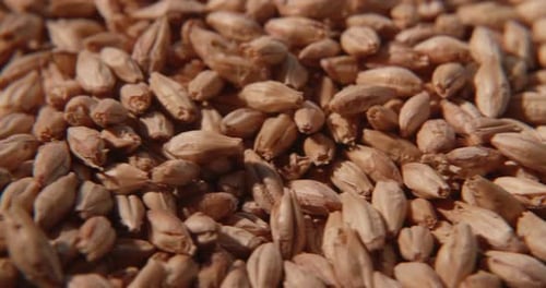 Beer Seeds Rotation Closeup