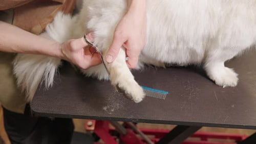 Groomer Pets Cuts Hair on Dog's Paw with Scissors Closeup
