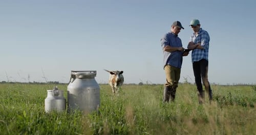 Two Cattle Farmers Communicate Stand in the Pasture Use a Tablet