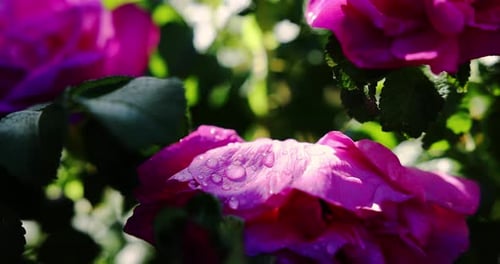 Primer plano a cámara lenta