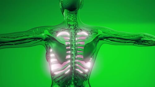 Science Anatomy Scan of Human Lungs