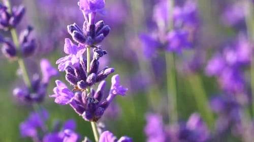 Blooming Lavender in a Field at Sunset