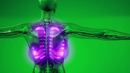 Science Anatomy Scan of Human Lungs