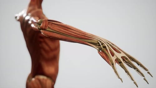 Animación del sistema muscular del cuerpo humano