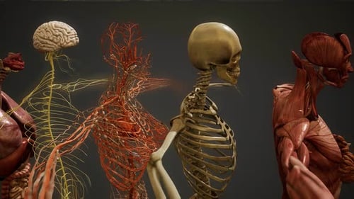 Ilustración animada de anatomía humana 3D