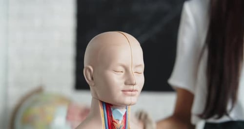 Vídeos de archivo sobre educación 4K Ultra Hd Clips de una persona que sostiene un modelo anatómico