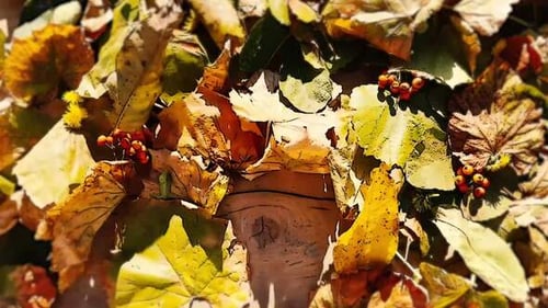 Autumn Leaves Unveil