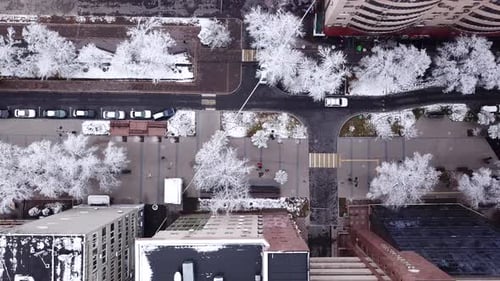 Snow-white trees among the stone houses of city