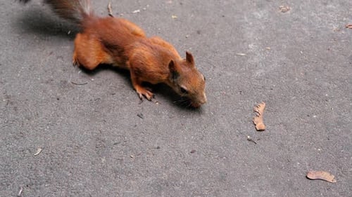 A Red Squirrel Finds a Hazelnut in a Shell on an Asphalt Road