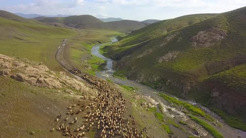 Early in the morning in a village. Shepherd takes the flock to the mountain.