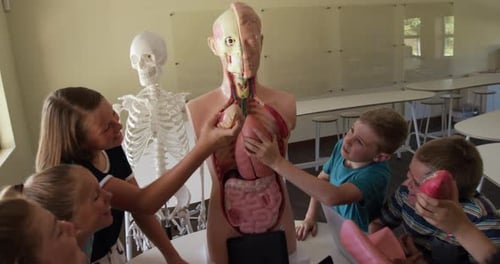 Grupo de niños tocando un modelo de anatomía humana