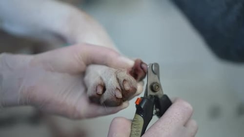 Closeup Trimming Pet Claws in Slow Motion in Veterinary Clinic Indoors