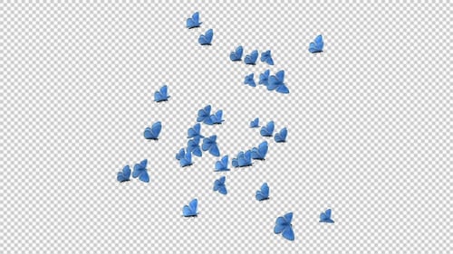 Butterfly Transition - Blue Adonis - Pack of 8 - 4K