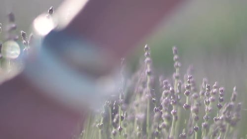 Young Woman with Long Hair Gently Caress Lavender Bushes with Hand