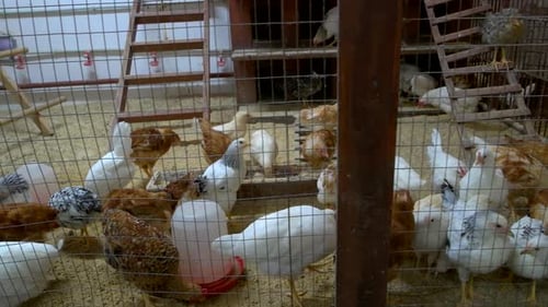 Young Roosters and Chickens in Hen House