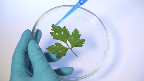 A Scientist in a Modern Laboratory Studies GMO Plants