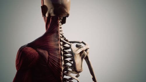 Muscular and Skeletal System of Human Body