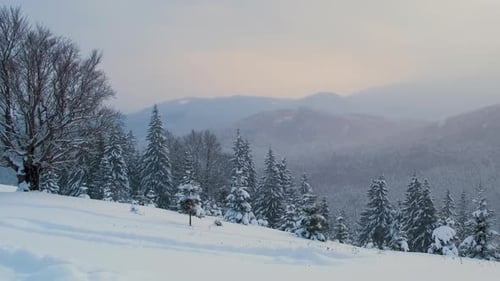 Panoramic Landscape with Evergreen Pine Trees Covered with Fresh Snow During Heavy Snowfall in
