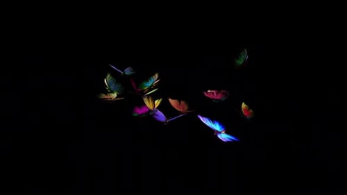 Rainbow Butterflies - 2 Swarms of 7 - Flying Transition - Alpha Channel