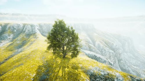 Green Tree on a Hill on a Sunny Day in Summer