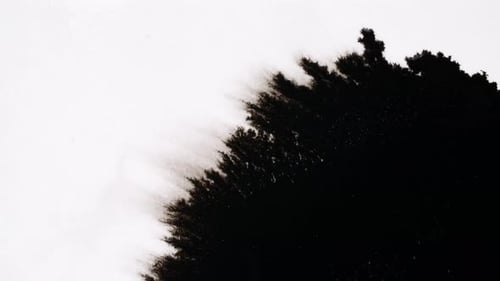 Black Ink Drops On White Background