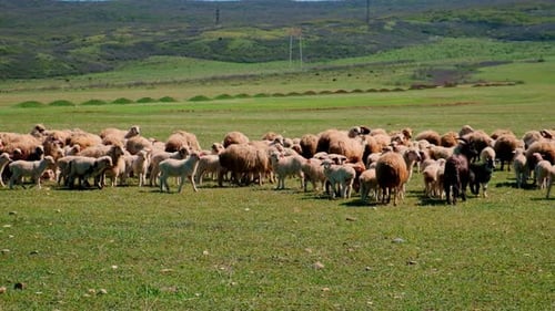 Sheep Graze in the Pasture