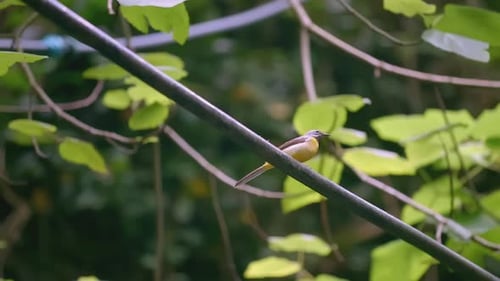 Gros plan d'un oiseau assis sur une branche d'arbre dans une forêt d'été