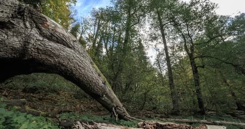 Fallen Tree In The Forest
