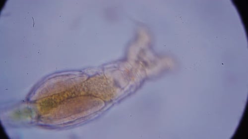 microscopic shrimp and other simple organisms in the aquatic environment