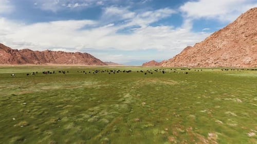 Fluffy Cashmere Goats on the Pastures