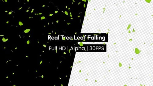 Tree Leaf Falling Rain Leaves