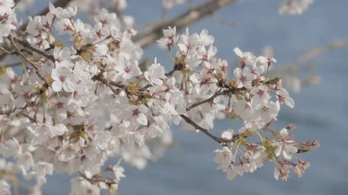 Cherry Blossom Flower