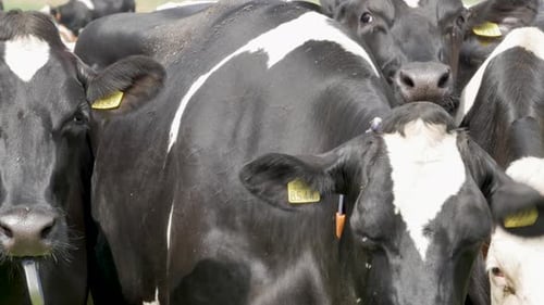 Black and white cows in the meadow grazing and looking around