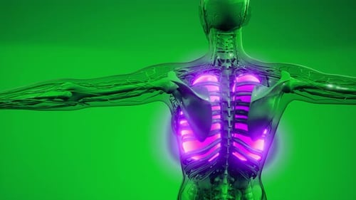 Science Anatomy Scan of Human Lungs