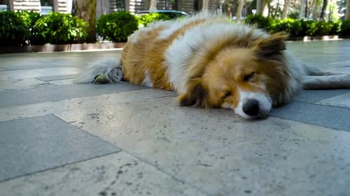 a Stray Dog with Sad Eyes Lies on a Stone Road in the Center of the City